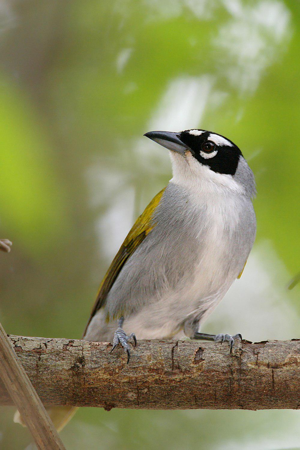 黑顶棕榈唐纳雀 / Black-crowned Tanager / Phaenicophilus palmarum