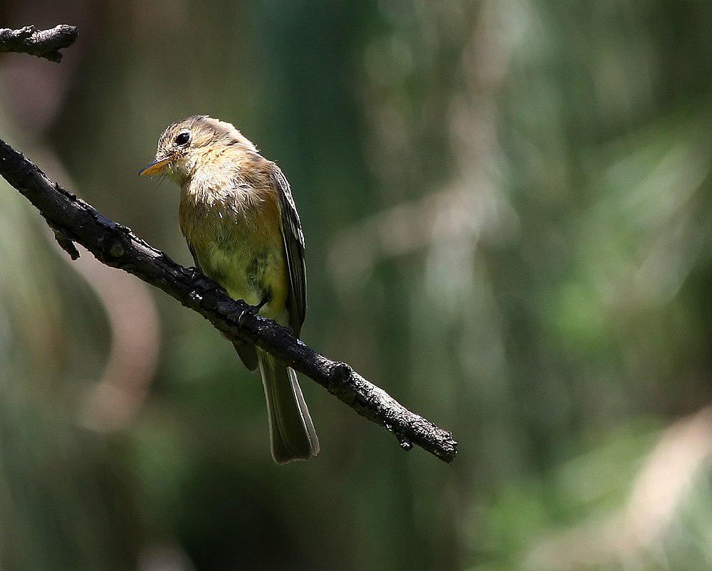 黄胸纹霸鹟 / Buff-breasted Flycatcher / Empidonax fulvifrons