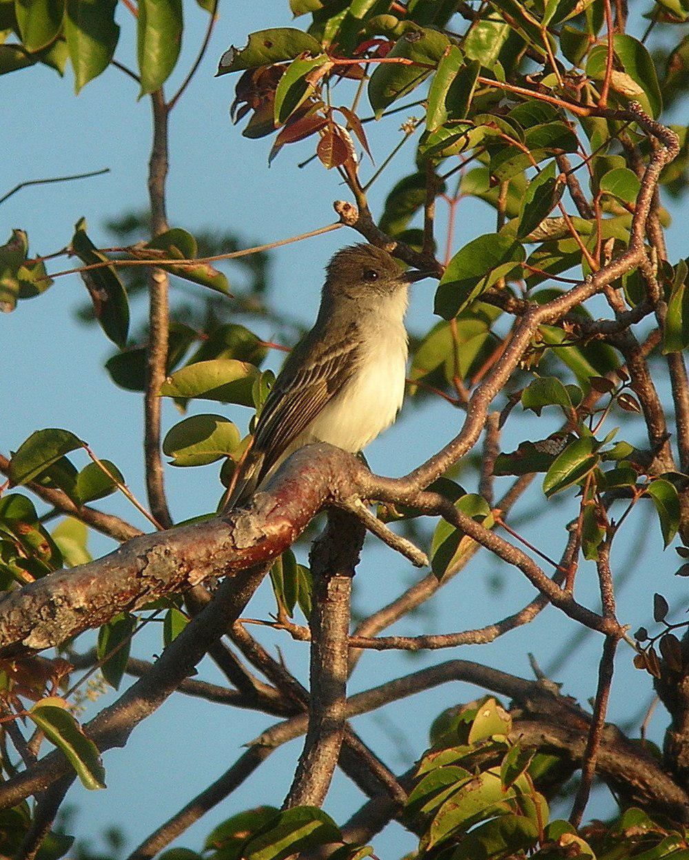 波多黎各蝇霸鹟 / Puerto Rican Flycatcher / Myiarchus antillarum