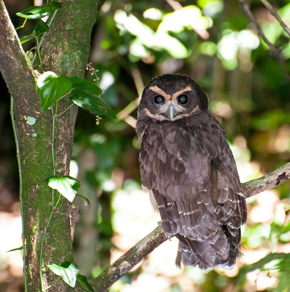 茶眉眼镜鸮 / Tawny-browed Owl / Pulsatrix koeniswaldiana