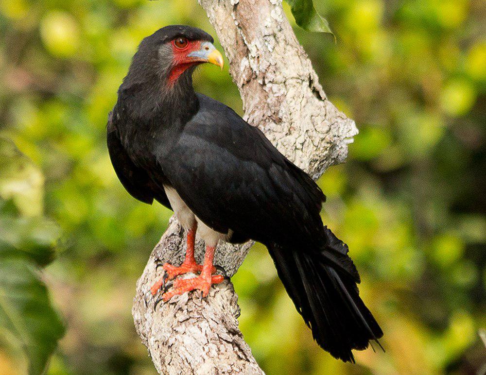 红喉巨隼 / Red-throated Caracara / Ibycter americanus