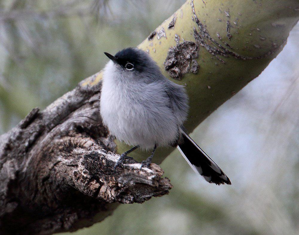 黑尾蚋莺 / Black-tailed Gnatcatcher / Polioptila melanura