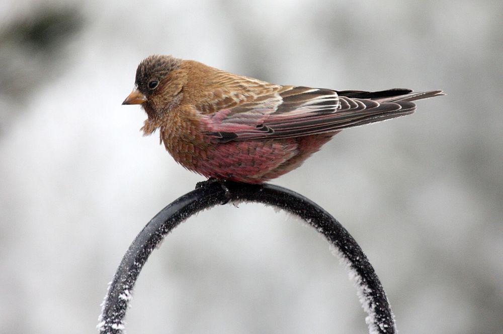 褐顶岭雀 / Brown-capped Rosy Finch / Leucosticte australis