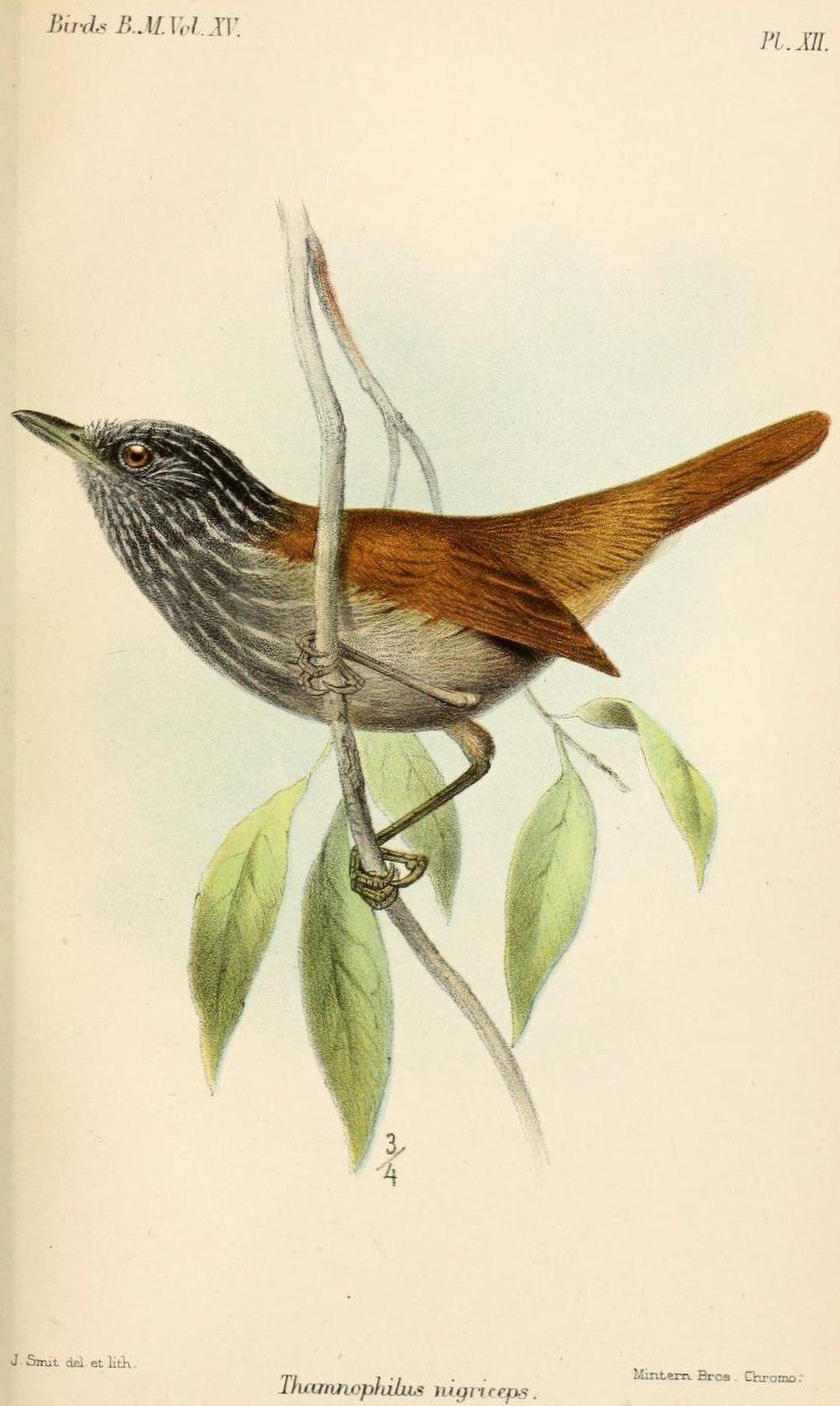 黑蚁鵙 / Black Antshrike / Thamnophilus nigriceps