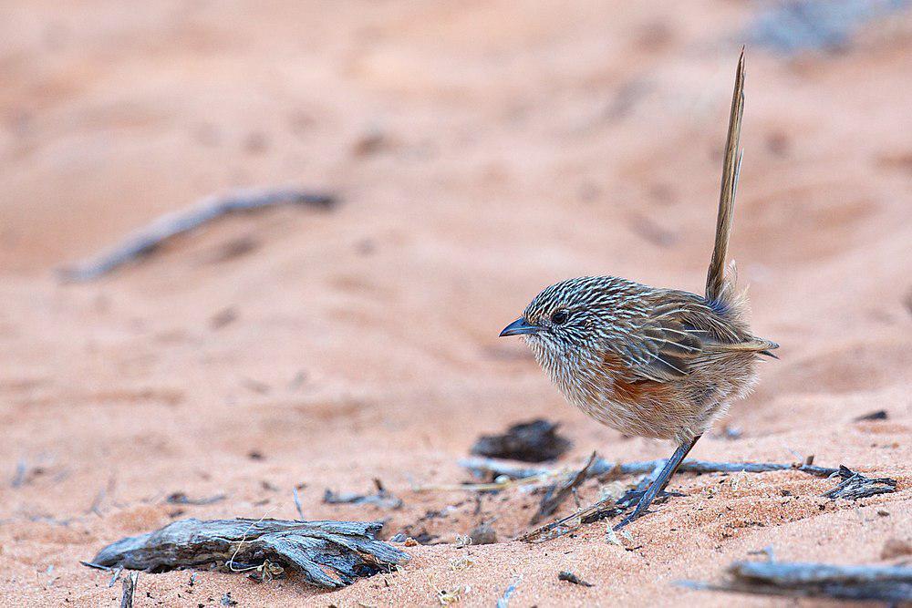 西草鹩莺 / Western Grasswren / Amytornis textilis