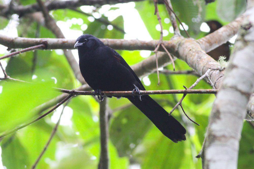 山鹩哥 / Colombian Mountain Grackle / Macroagelaius subalaris