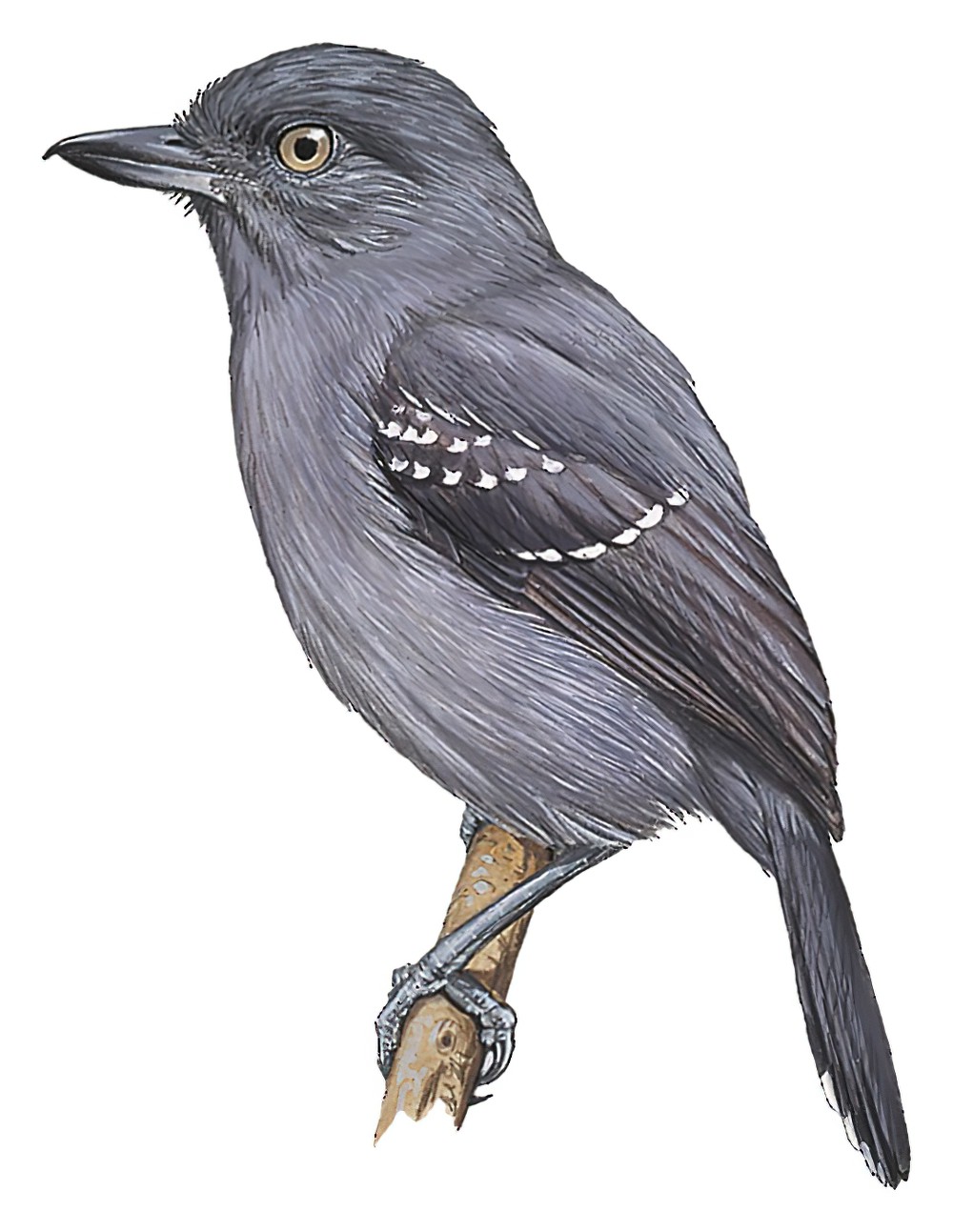 山蚁鵙 / Upland Antshrike / Thamnophilus aroyae