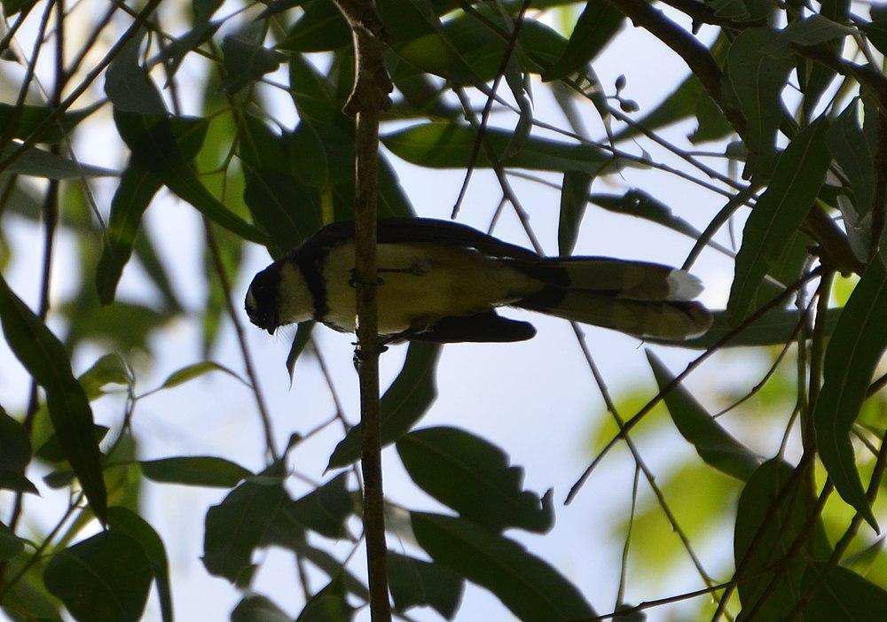 菲律宾斑扇尾鹟 / Philippine Pied Fantail / Rhipidura nigritorquis