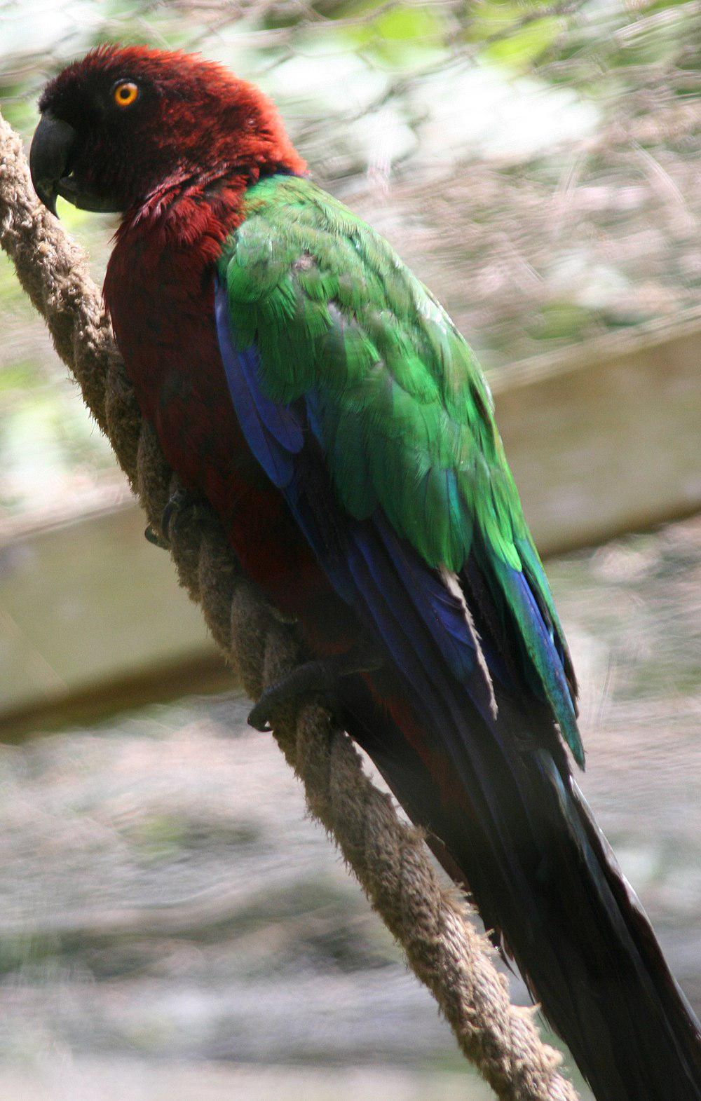 红胸辉鹦鹉 / Maroon Shining Parrot / Prosopeia tabuensis