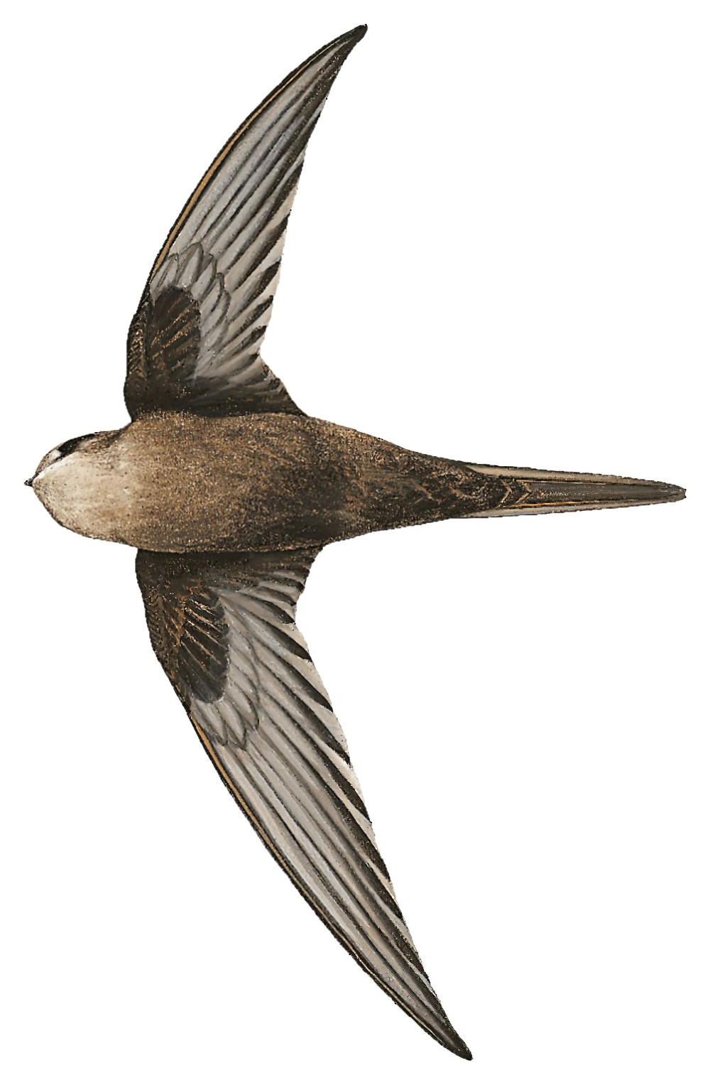 珍雨燕 / Scarce Swift / Schoutedenapus myoptilus