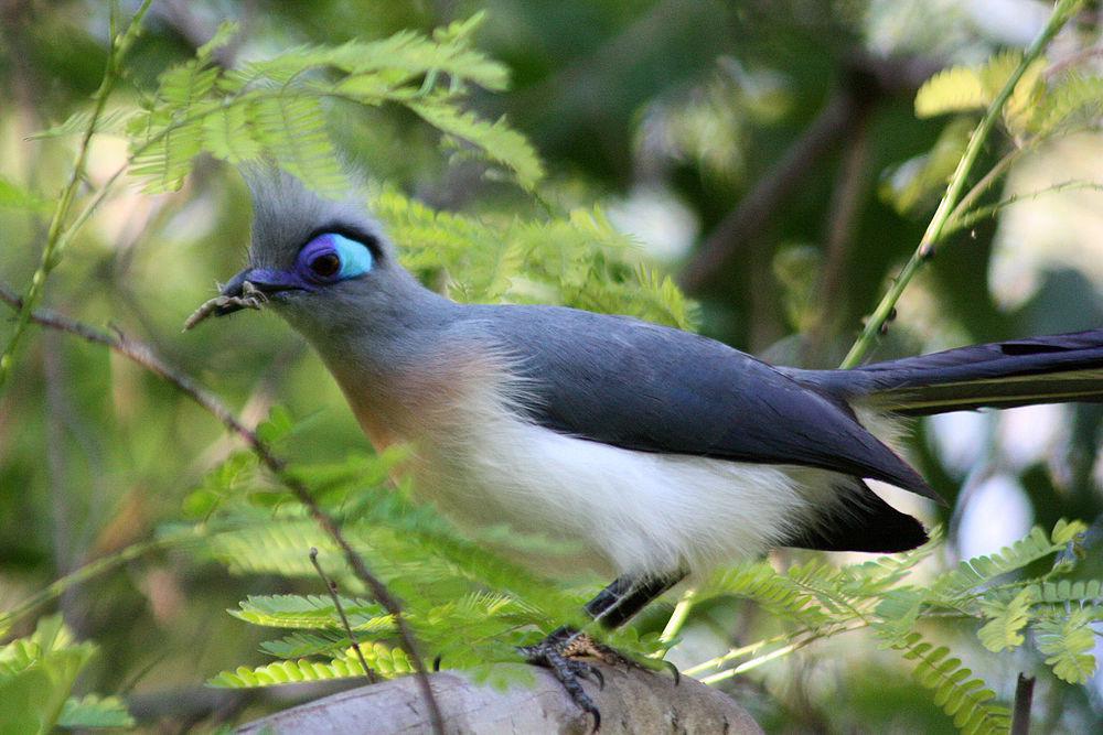 凤头马岛鹃 / Crested Coua / Coua cristata