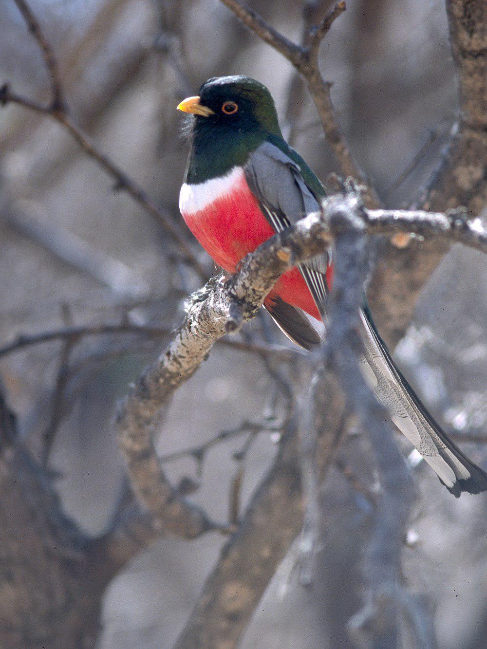 铜尾美洲咬鹃 / Elegant Trogon / Trogon elegans