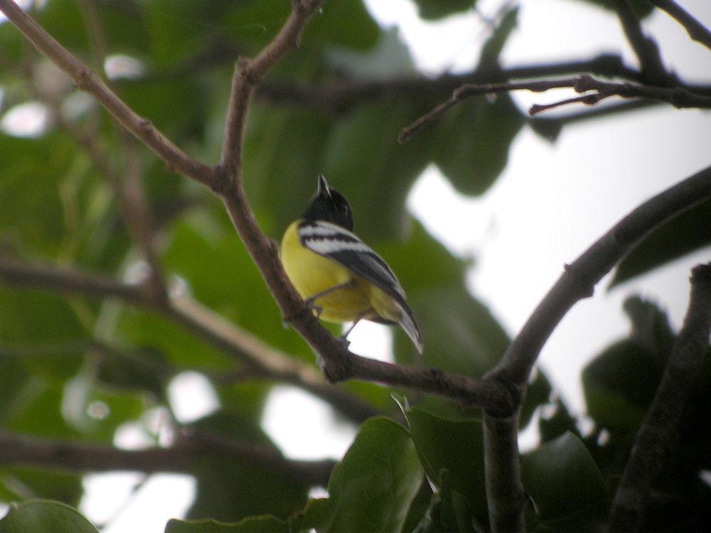 巴拉望山雀 / Palawan Tit / Pardaliparus amabilis