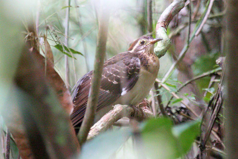 雉鹃 / Pheasant Cuckoo / Dromococcyx phasianellus