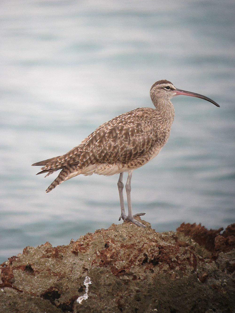 哈德森杓鹬 / Hudsonian Whimbrel / Numenius hudsonicus