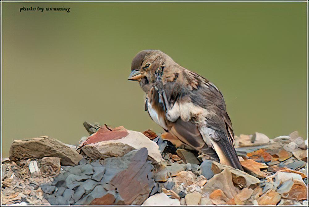 藏雪雀 / Tibetan Snowfinch / Montifringilla henrici