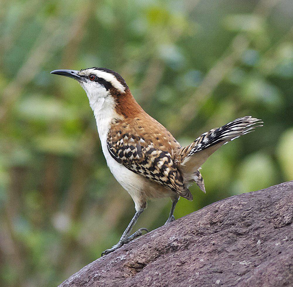 棕颈曲嘴鹪鹩 / Veracruz Wren / Campylorhynchus rufinucha