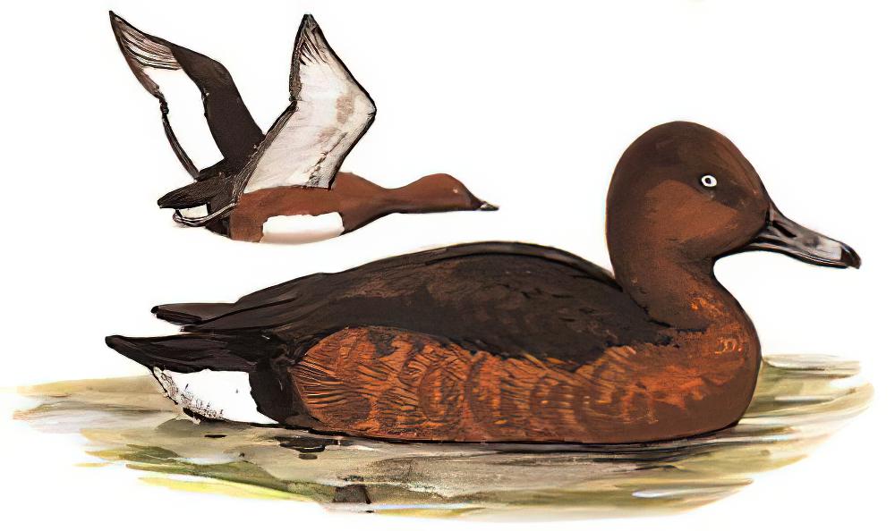 白眼潜鸭 / Ferruginous Duck / Aythya nyroca