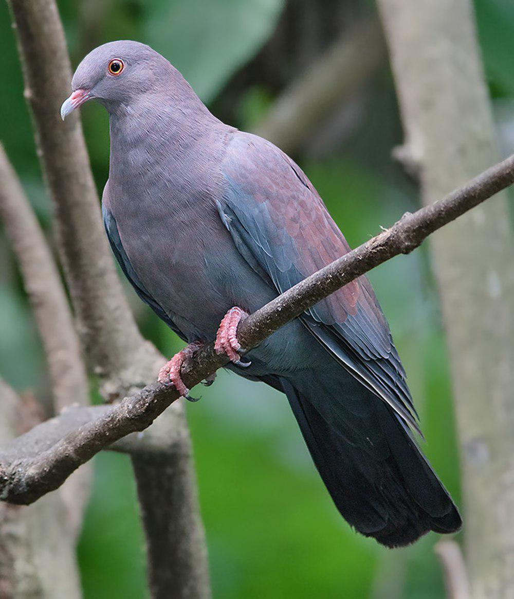 秘鲁鸽 / Maranon Pigeon / Patagioenas oenops