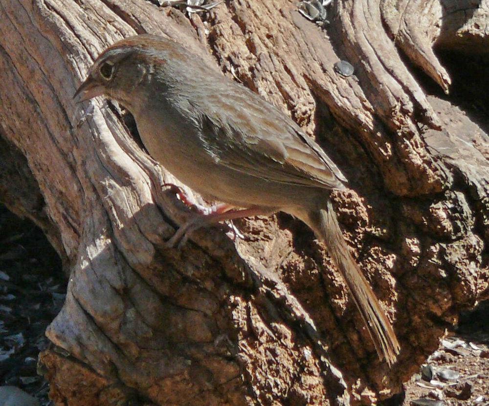 棕顶猛雀鹀 / Rufous-crowned Sparrow / Aimophila ruficeps