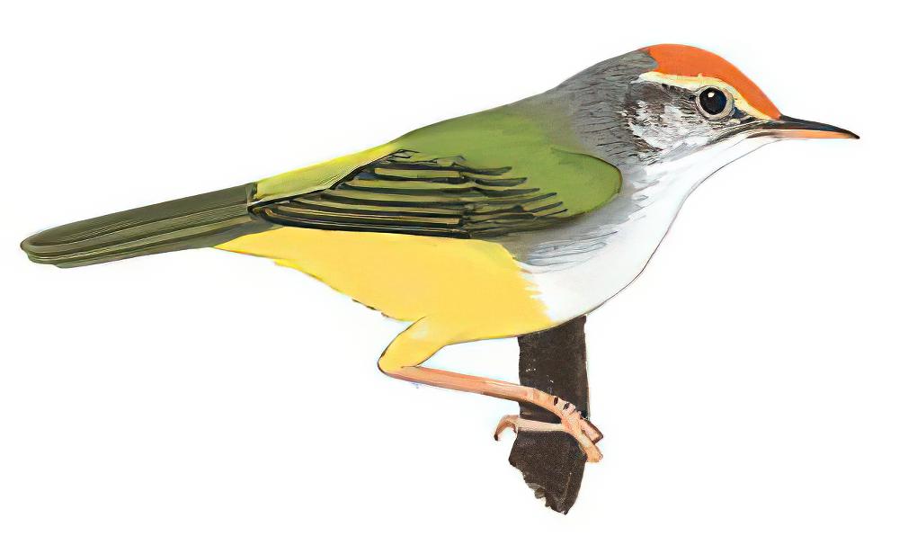 金头缝叶莺 / Mountain Tailorbird / Phyllergates cucullatus