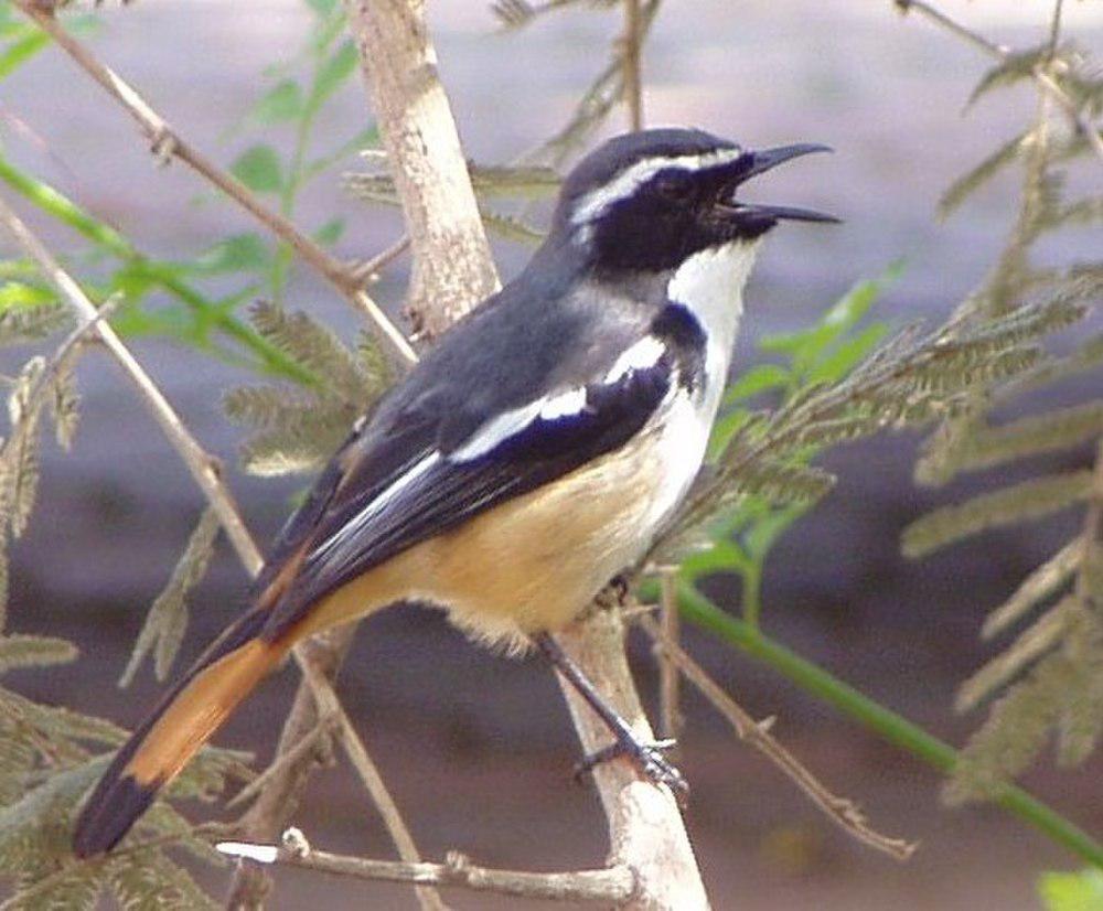 白喉歌䳭 / White-throated Robin-Chat / Cossypha humeralis