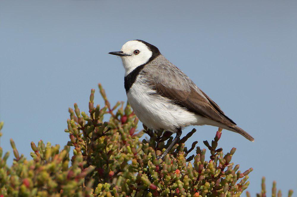 白额澳䳭 / White-fronted Chat / Epthianura albifrons