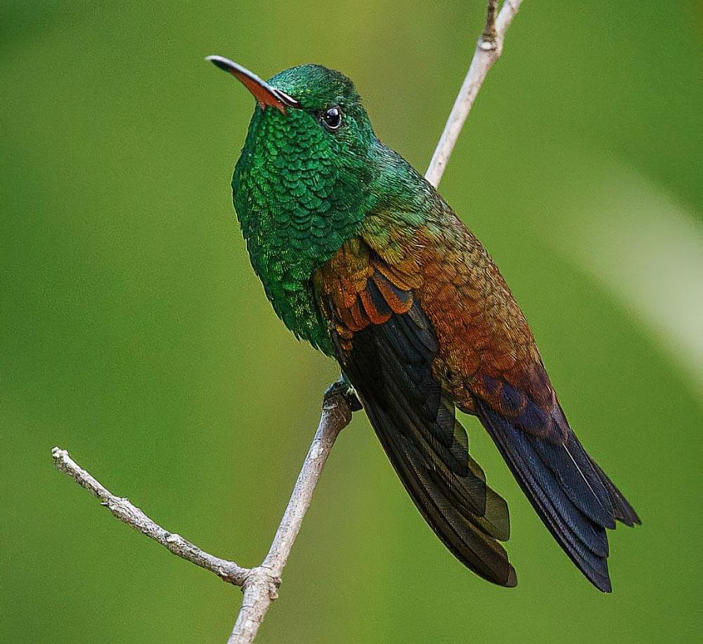 铜尾彗星蜂鸟 / Bronze-tailed Comet / Polyonymus caroli