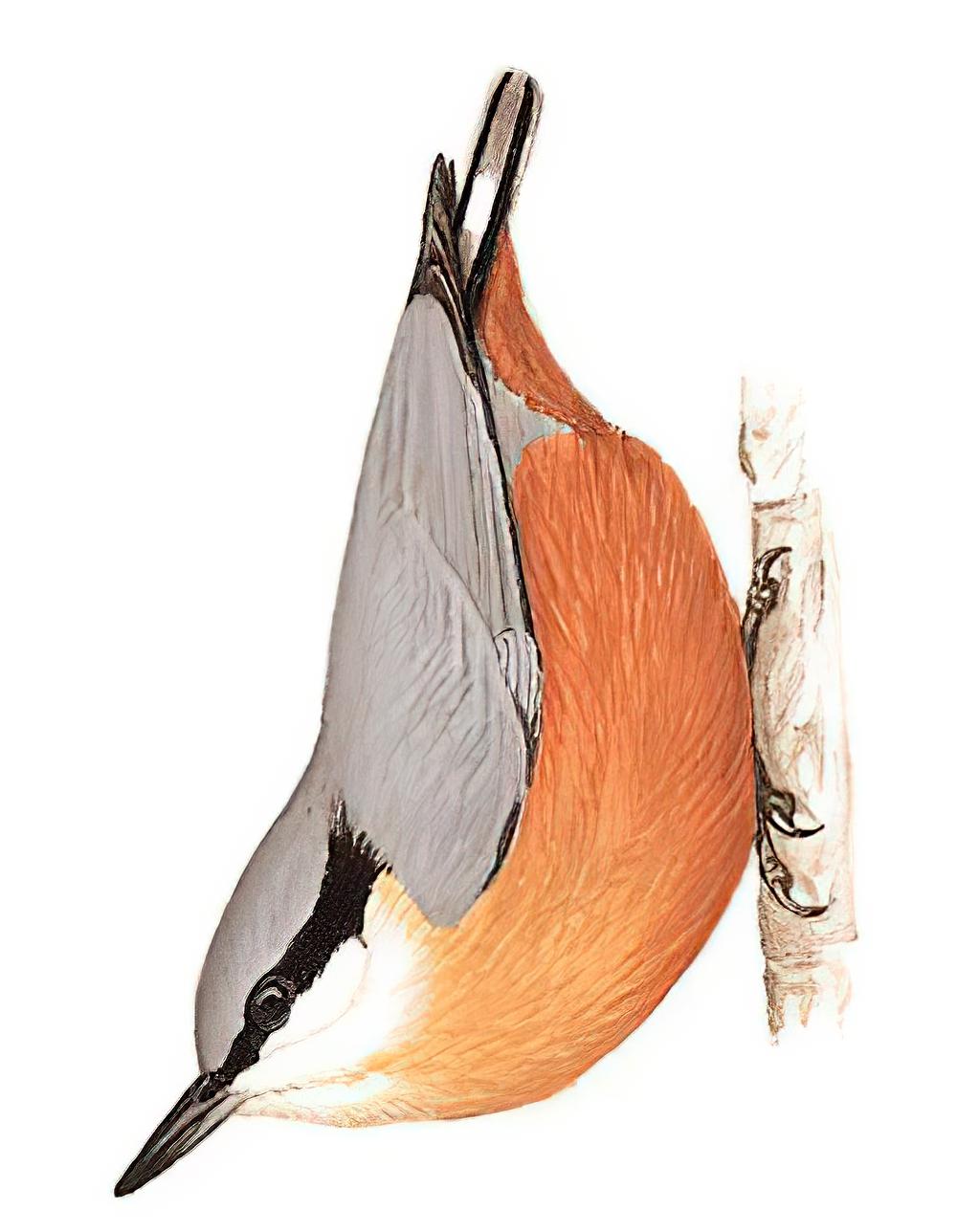 白尾䴓 / White-tailed Nuthatch / Sitta himalayensis