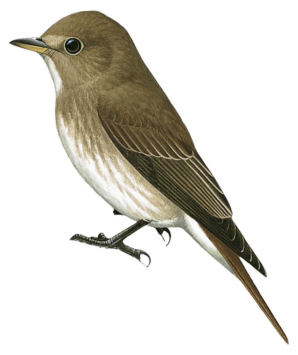 褐纹鹟 / Brown-streaked Flycatcher / Muscicapa williamsoni