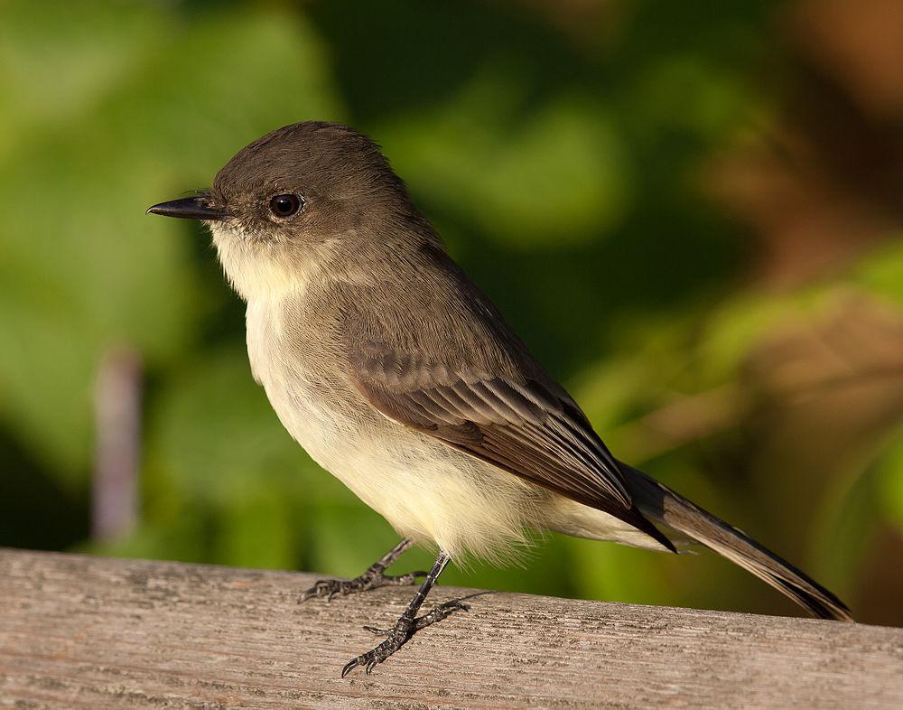 灰胸长尾霸鹟 / Eastern Phoebe / Sayornis phoebe