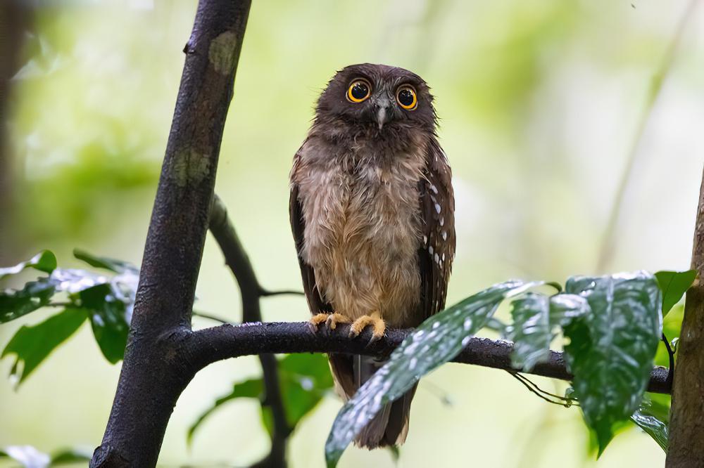 赭腹鹰鸮 / Ochre-bellied Boobook / Ninox ochracea