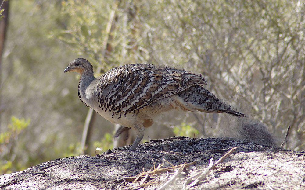 斑眼塚雉 / Malleefowl / Leipoa ocellata