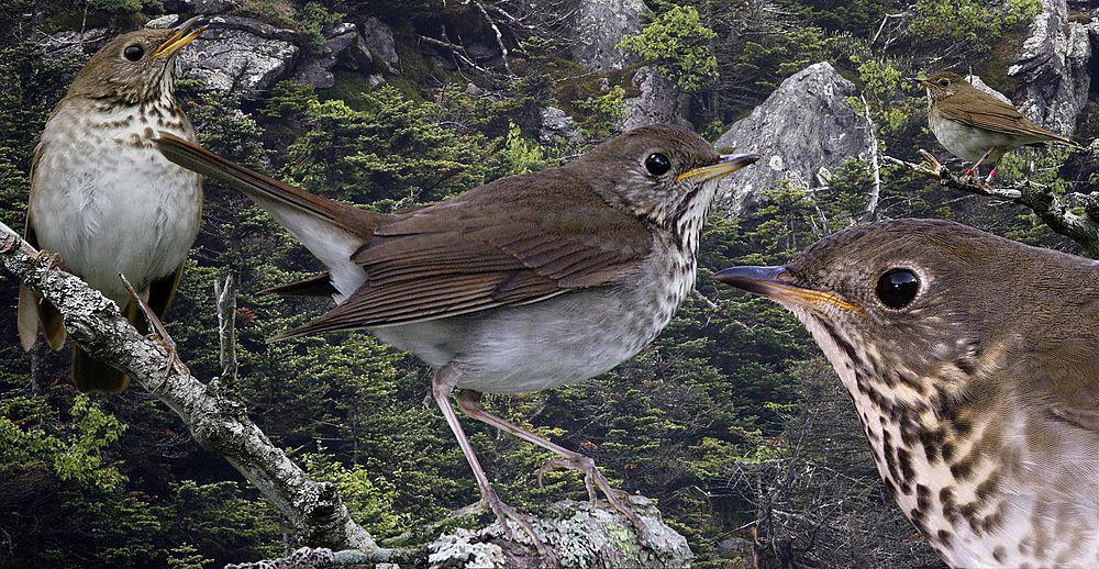 比氏夜鸫 / Bicknell\'s Thrush / Catharus bicknelli