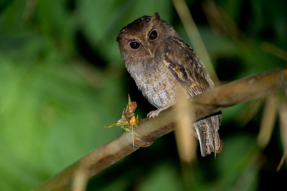 萨氏角鸮 / Rufescent Screech Owl / Megascops ingens