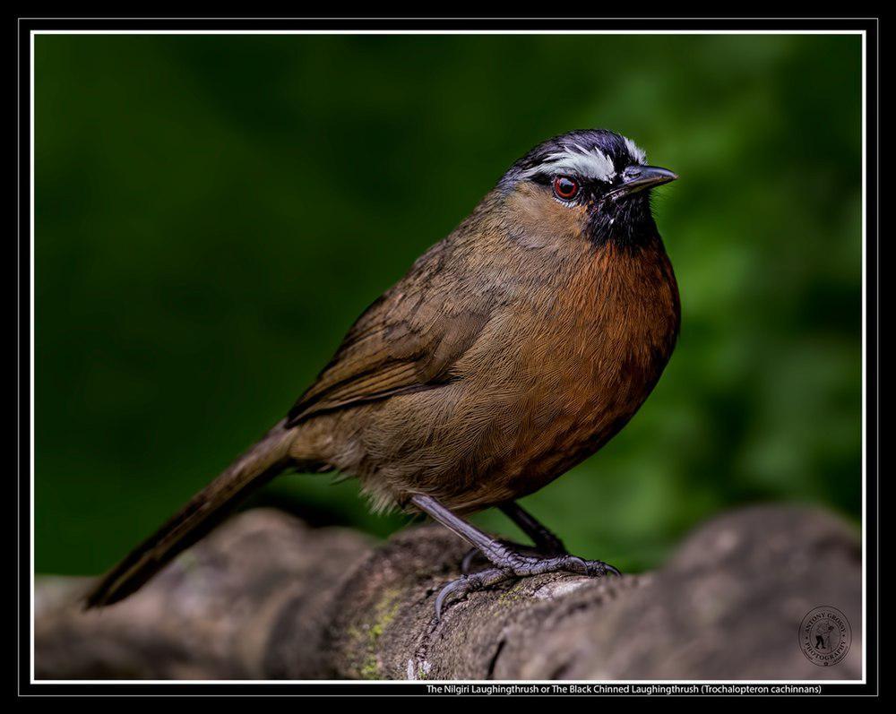 灰颈噪鹛 / Nilgiri Laughingthrush / Montecincla cachinnans