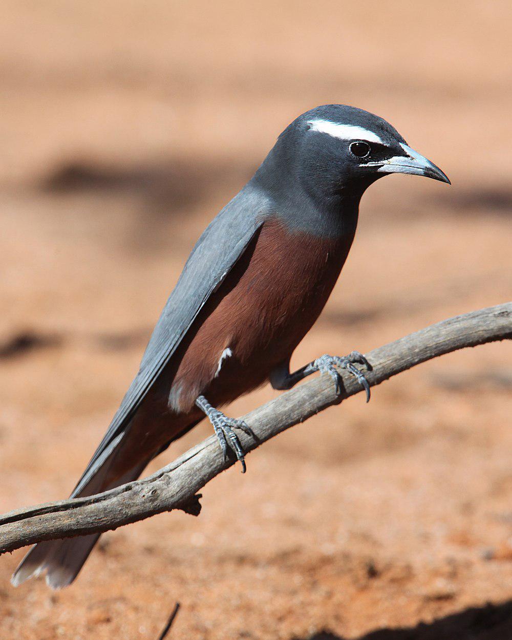 白眉燕鵙 / White-browed Woodswallow / Artamus superciliosus