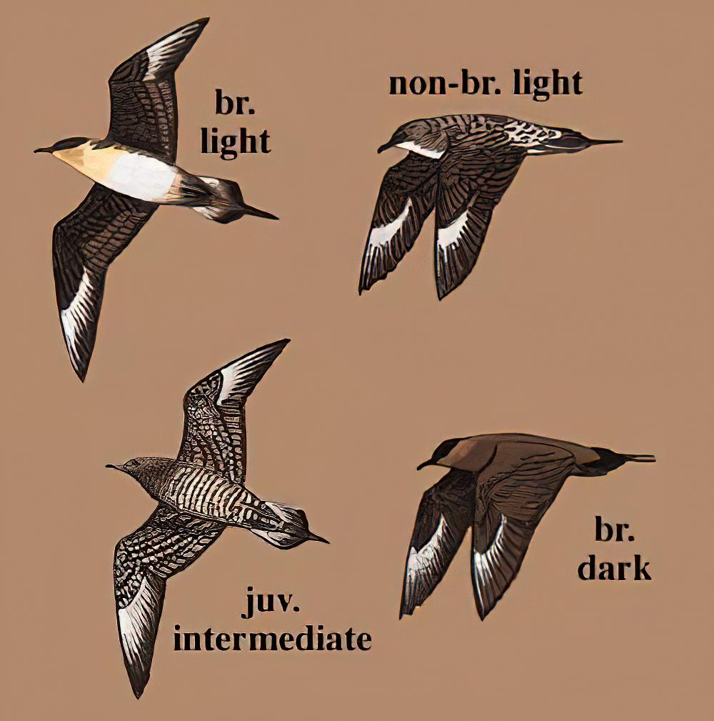 短尾贼鸥 / Parasitic Jaeger / Stercorarius parasiticus