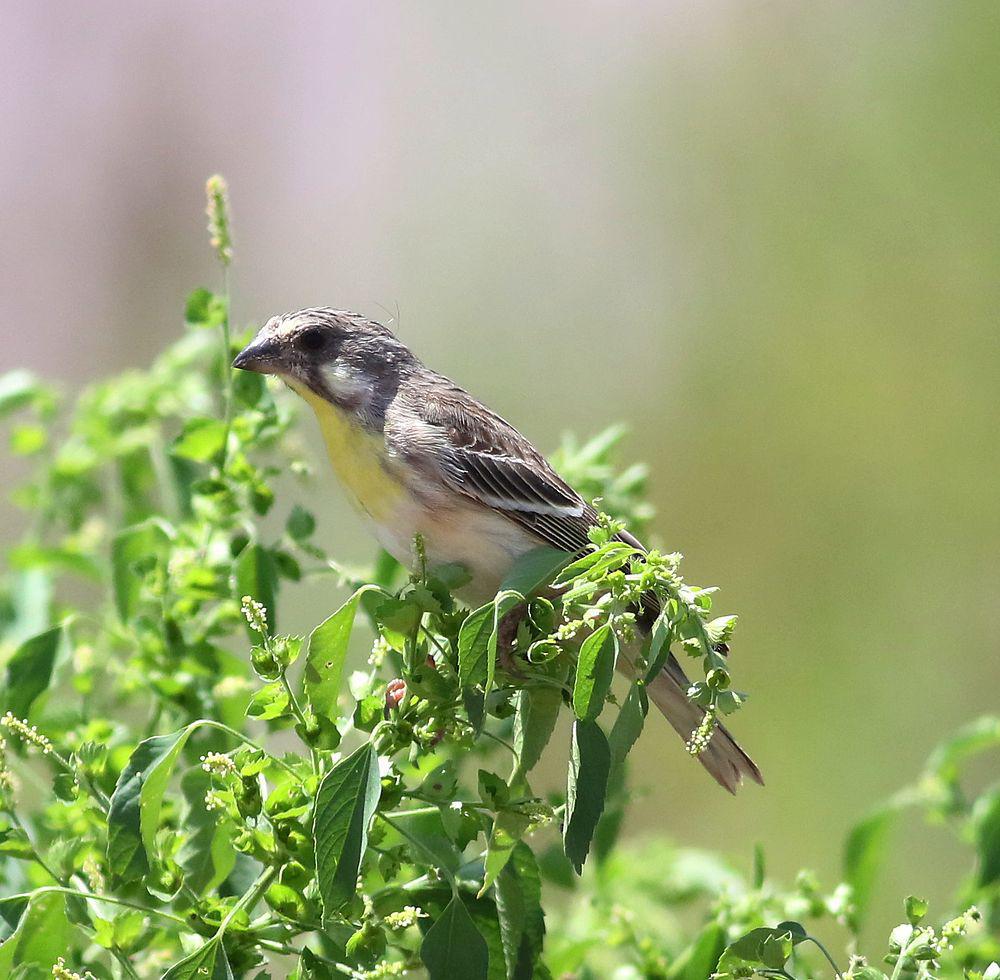 黄胸丝雀 / Lemon-breasted Canary / Crithagra citrinipectus