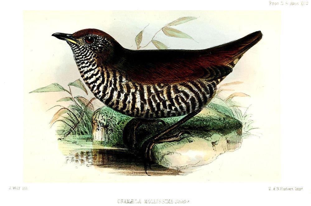 横斑蚁鸫 / Barred Antthrush / Chamaeza mollissima