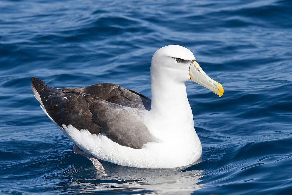 白顶信天翁 / Shy Albatross / Thalassarche cauta