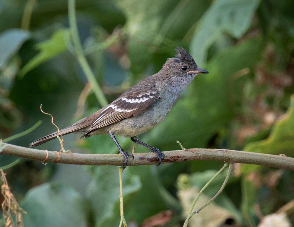 诺尔拟霸鹟 / Noronha Elaenia / Elaenia ridleyana