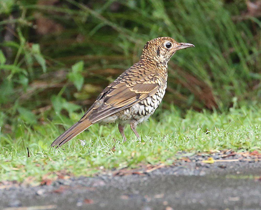 黄尾地鸫 / Russet-tailed Thrush / Zoothera heinei