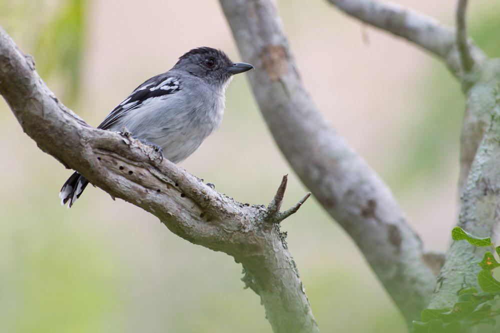 高原蚁鵙 / Planalto Slaty Antshrike / Thamnophilus pelzelni