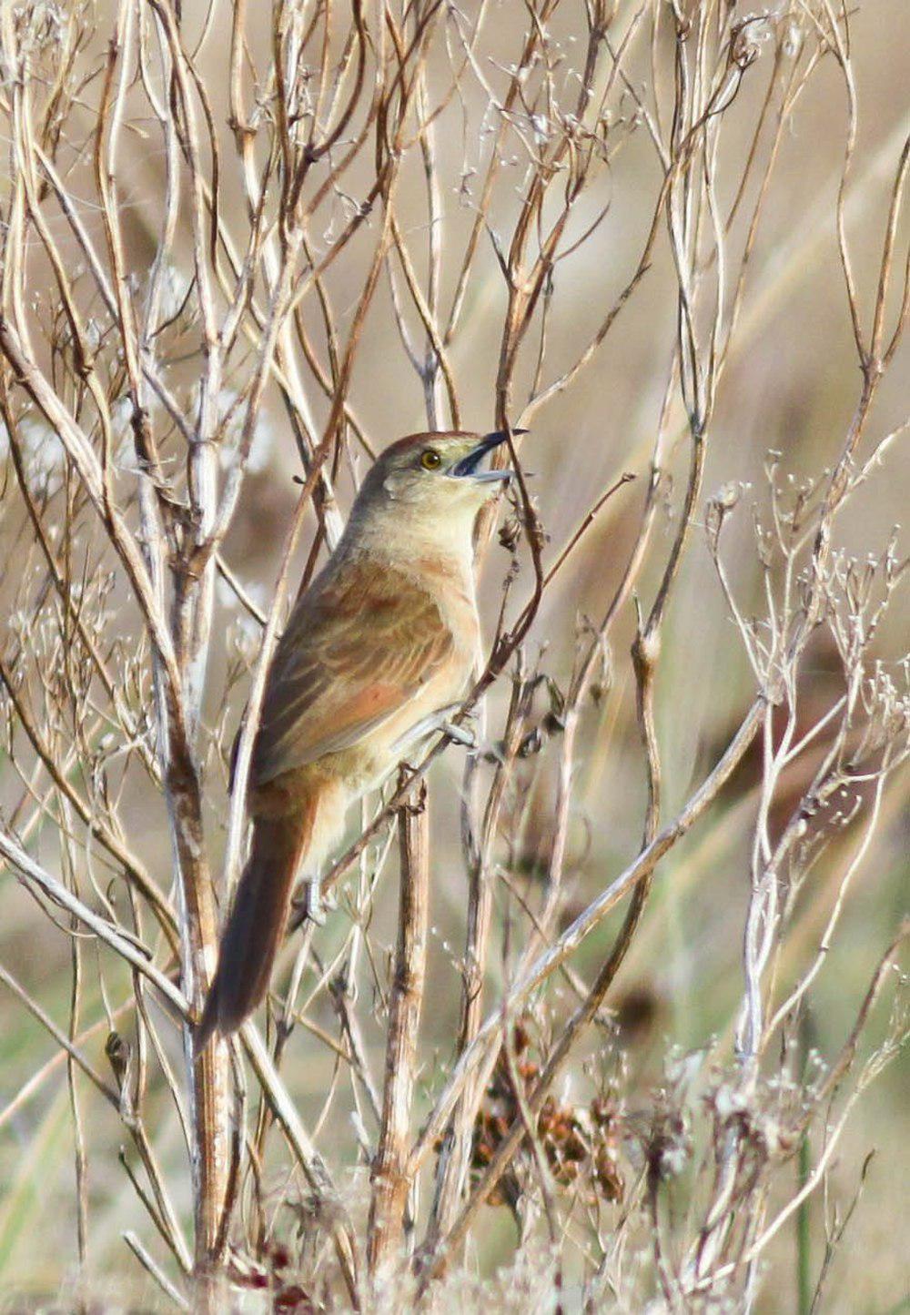 斑胸棘雀 / Freckle-breasted Thornbird / Phacellodomus striaticollis