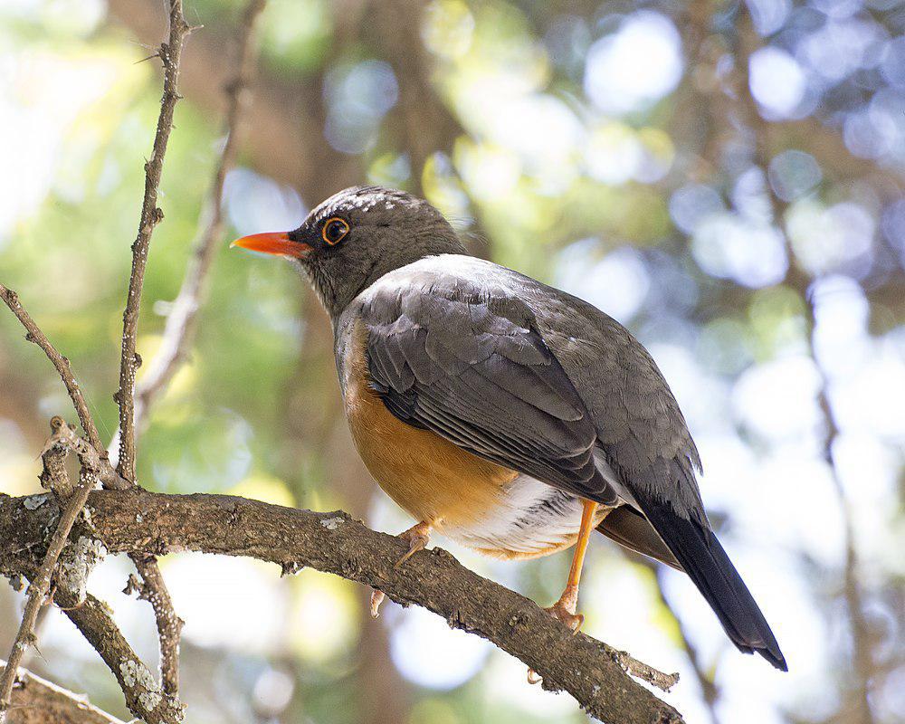 阿比西尼亞鶇 / Abyssinian Thrush / Turdus abyssinicus