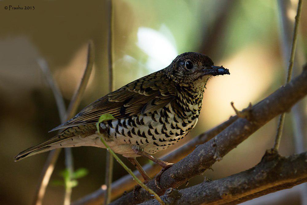 尼尔吉里地鸫 / Nilgiri Thrush / Zoothera neilgherriensis