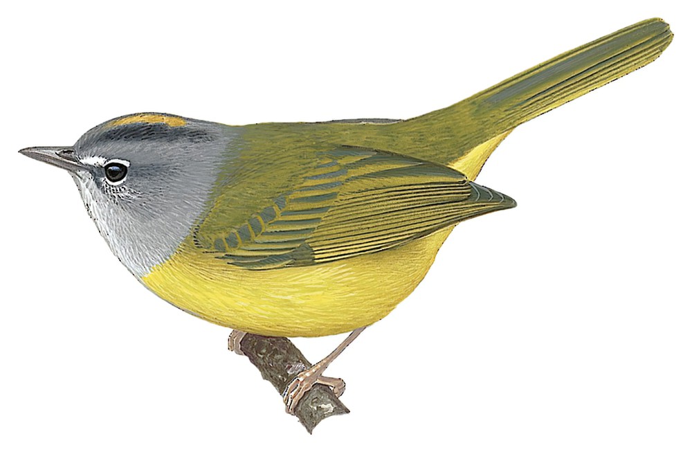 白眼先王森莺 / White-lored Warbler / Myiothlypis conspicillata