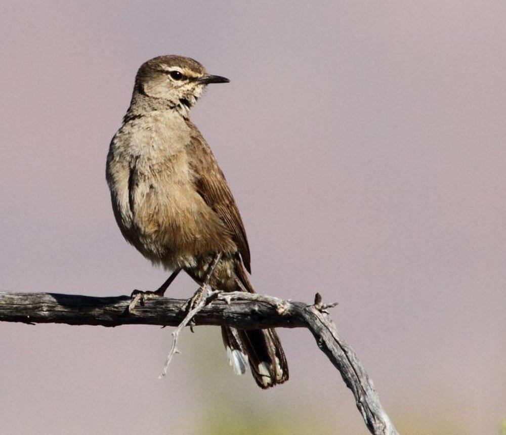 卡如薮鸲 / Karoo Scrub Robin / Cercotrichas coryphoeus