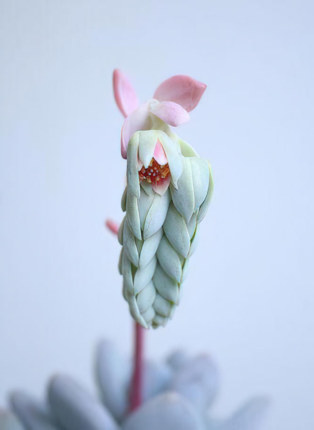 雪莲 Echeveria laui